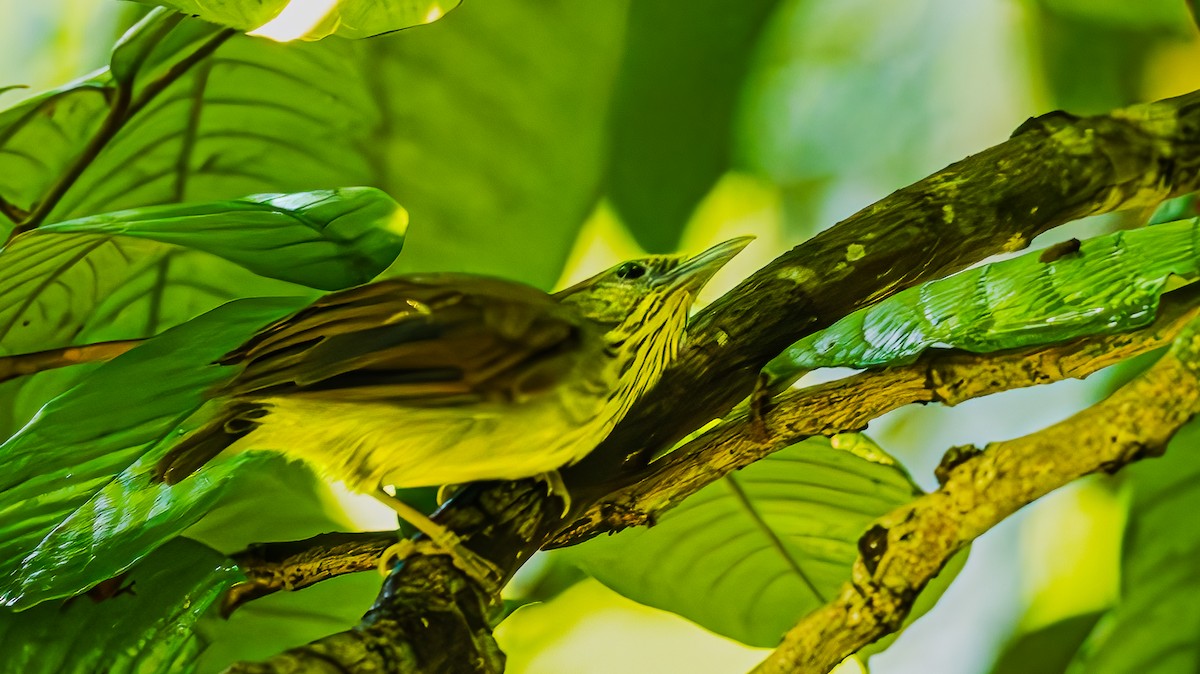 Pin-striped Tit-Babbler - ML644919123