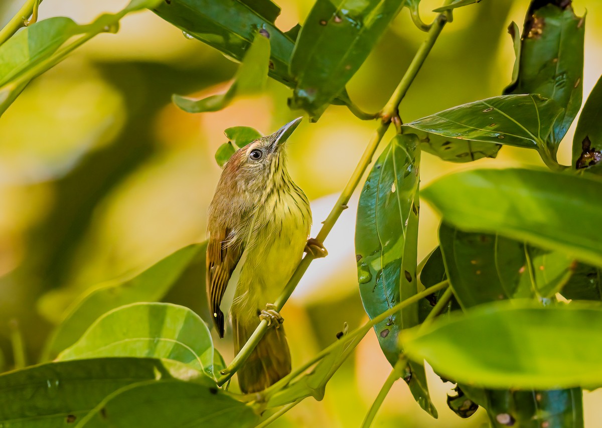 Pin-striped Tit-Babbler - ML644919124