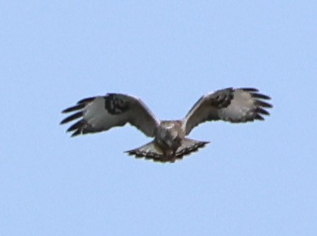 Rough-legged Hawk - ML644919125