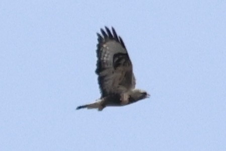 Rough-legged Hawk - ML644919126