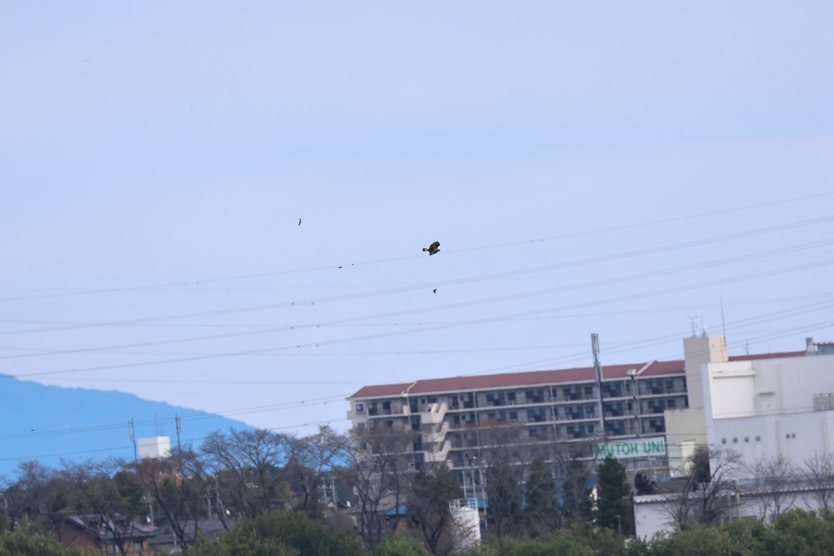 Rough-legged Hawk - ML644919128