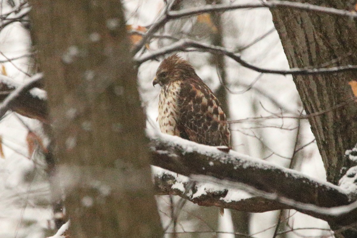 Red-shouldered Hawk - ML644919133