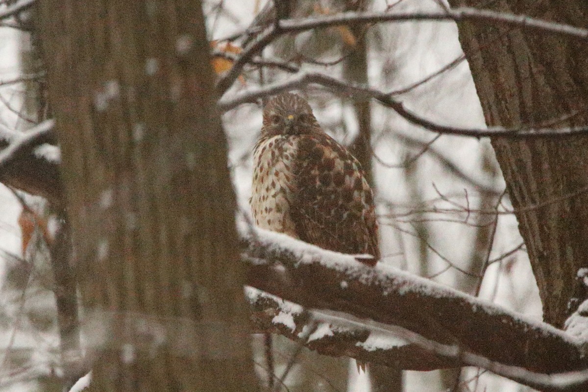 Red-shouldered Hawk - ML644919134
