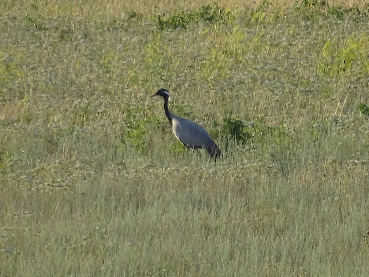 Demoiselle Crane - ML644919184