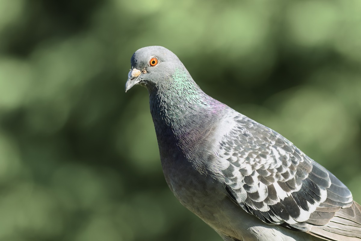 Rock Pigeon (Feral Pigeon) - ML644919197