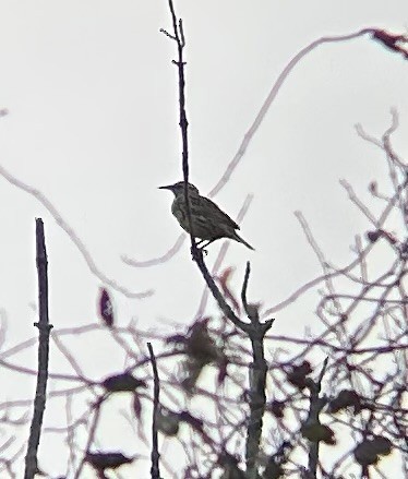 Eastern Meadowlark - ML644919246