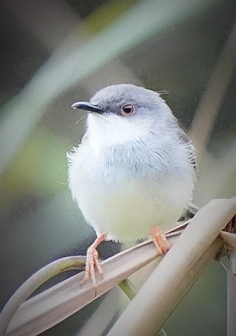 Gray-breasted Prinia - ML644919249