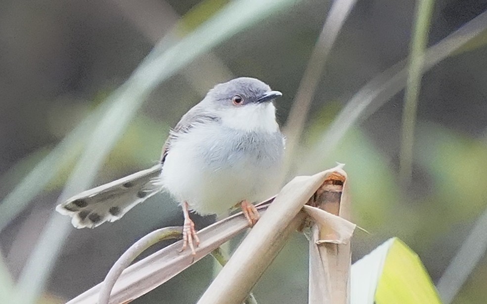 Gray-breasted Prinia - ML644919250