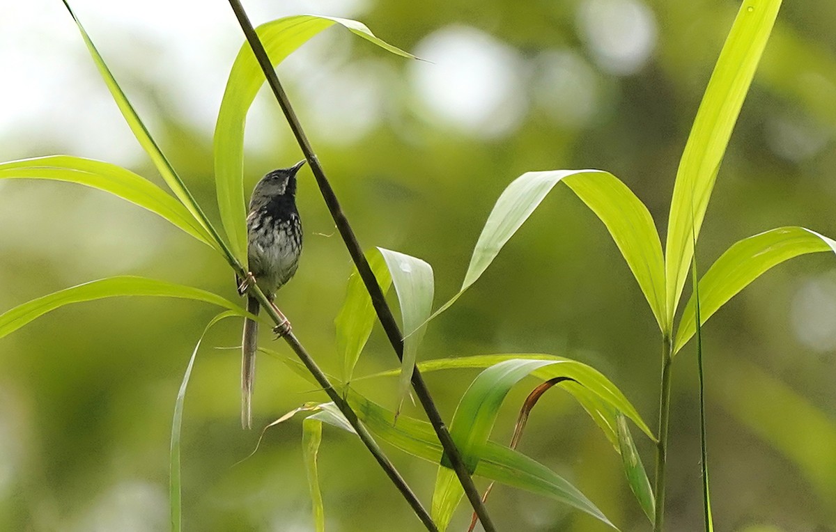 Black-throated Prinia - ML644919268