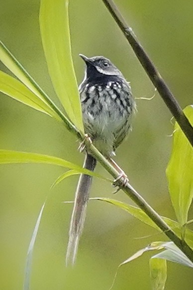 Black-throated Prinia - ML644919269
