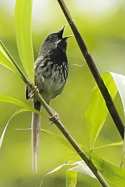 Black-throated Prinia - ML644919270