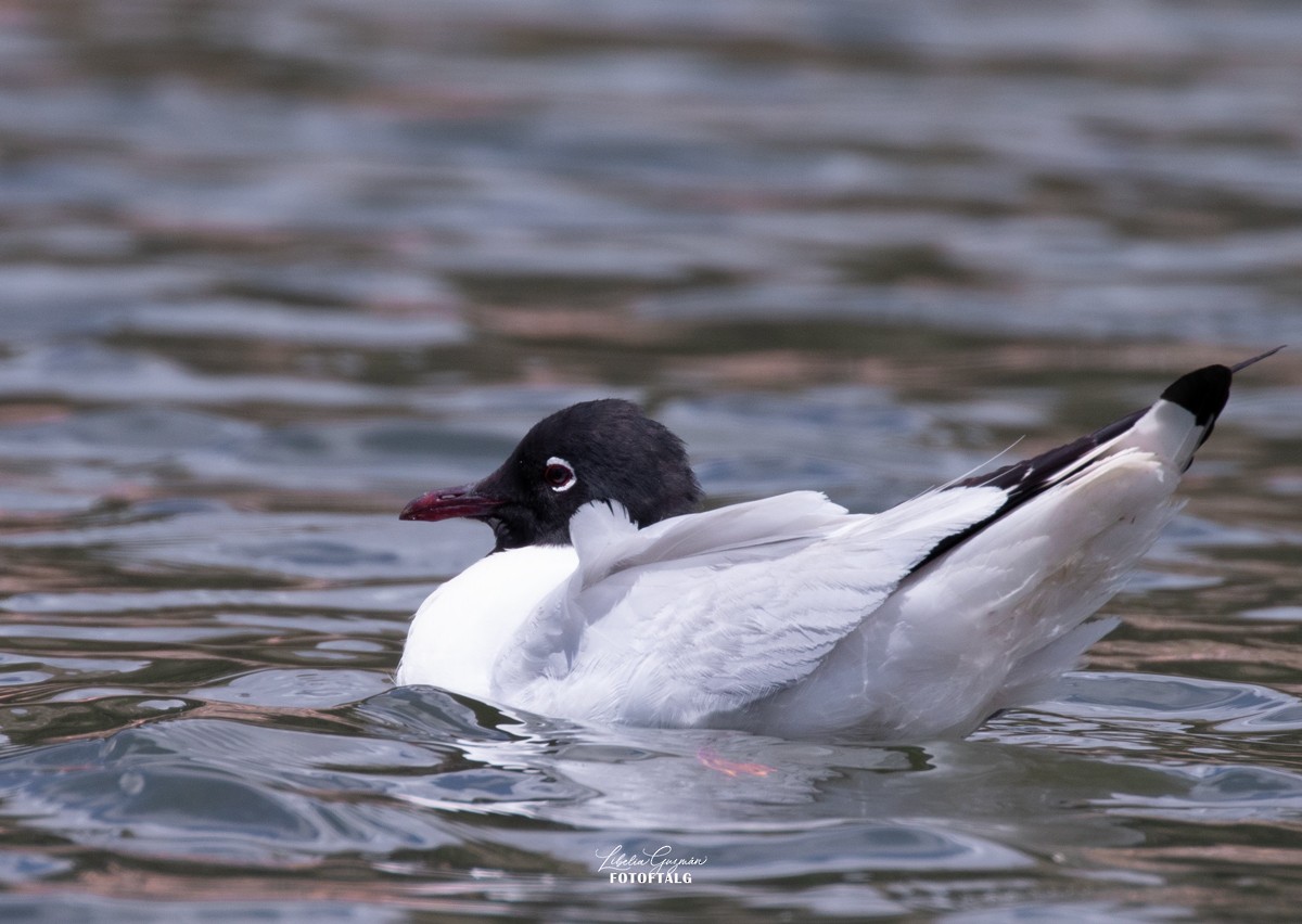 Andean Gull - ML644919271