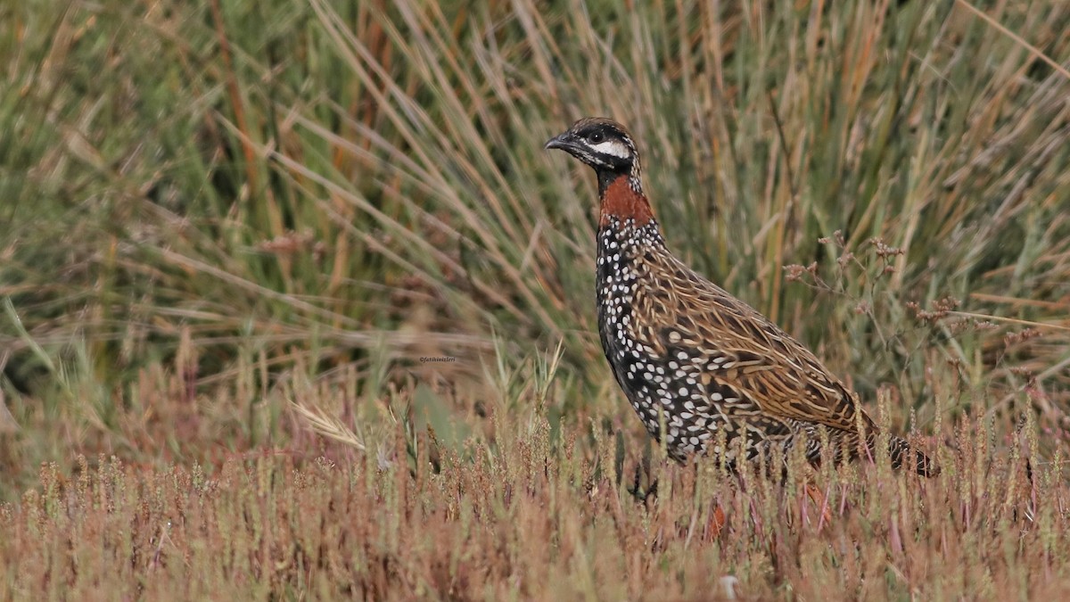 Black Francolin - ML644919273
