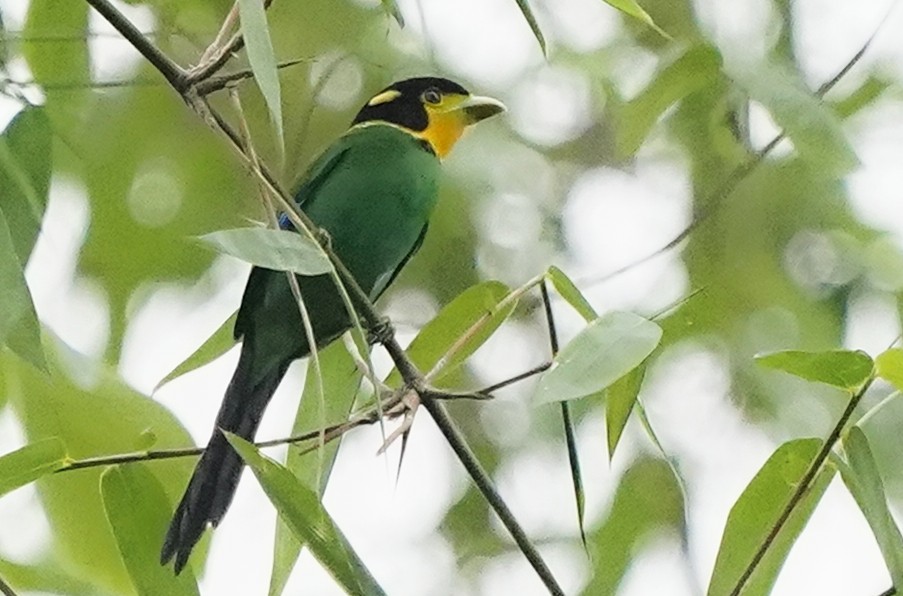 Long-tailed Broadbill - ML644919274