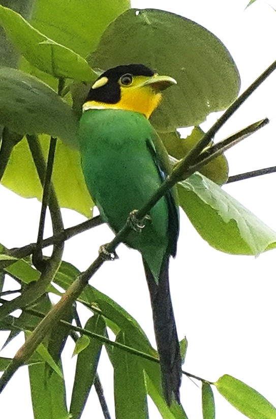 Long-tailed Broadbill - ML644919275