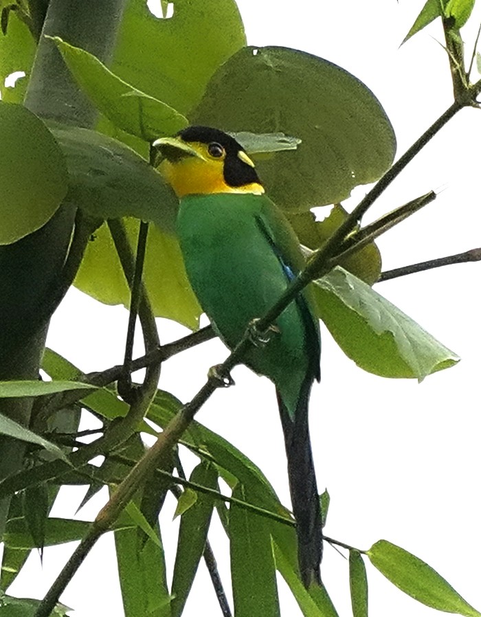 Long-tailed Broadbill - ML644919276