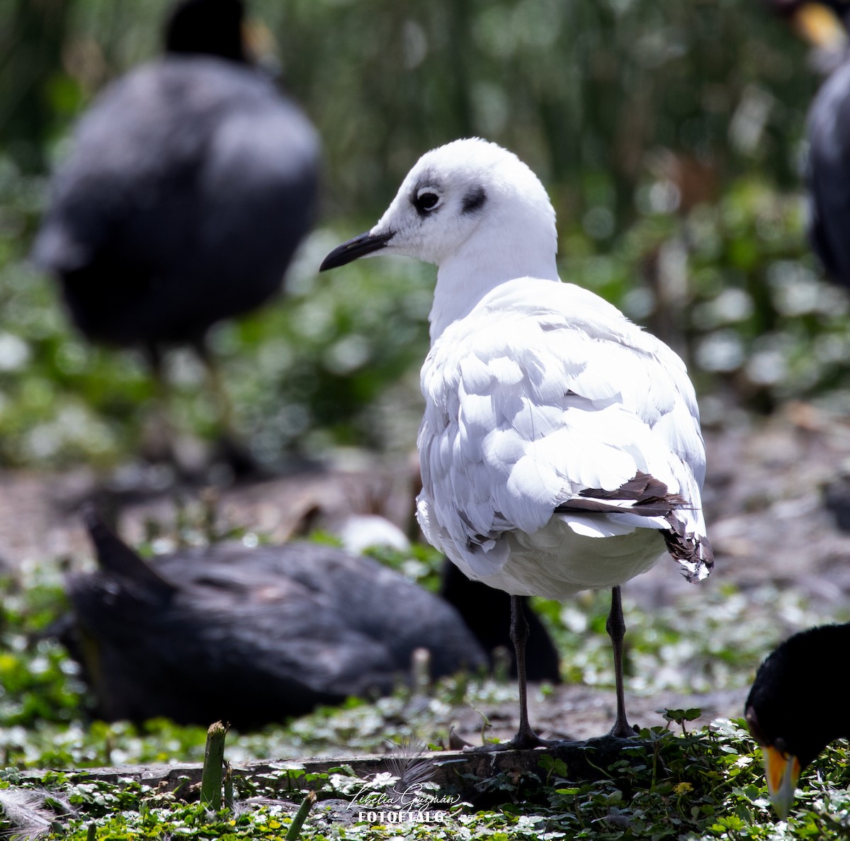 Andean Gull - ML644919278