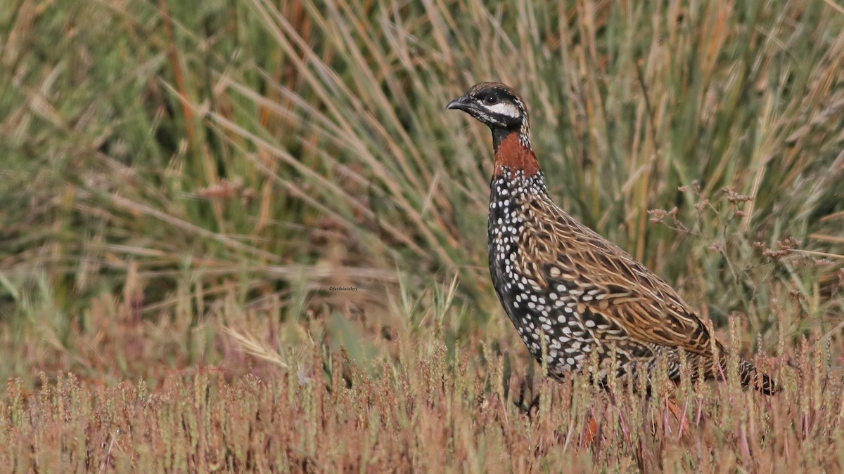 Black Francolin - ML644919280