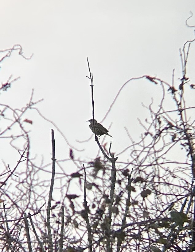 Eastern Meadowlark - ML644919290