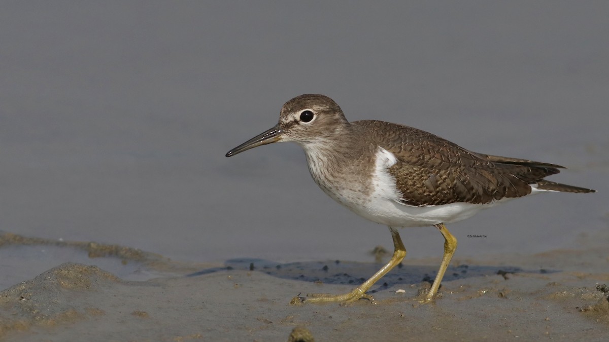 Common Sandpiper - ML644919292