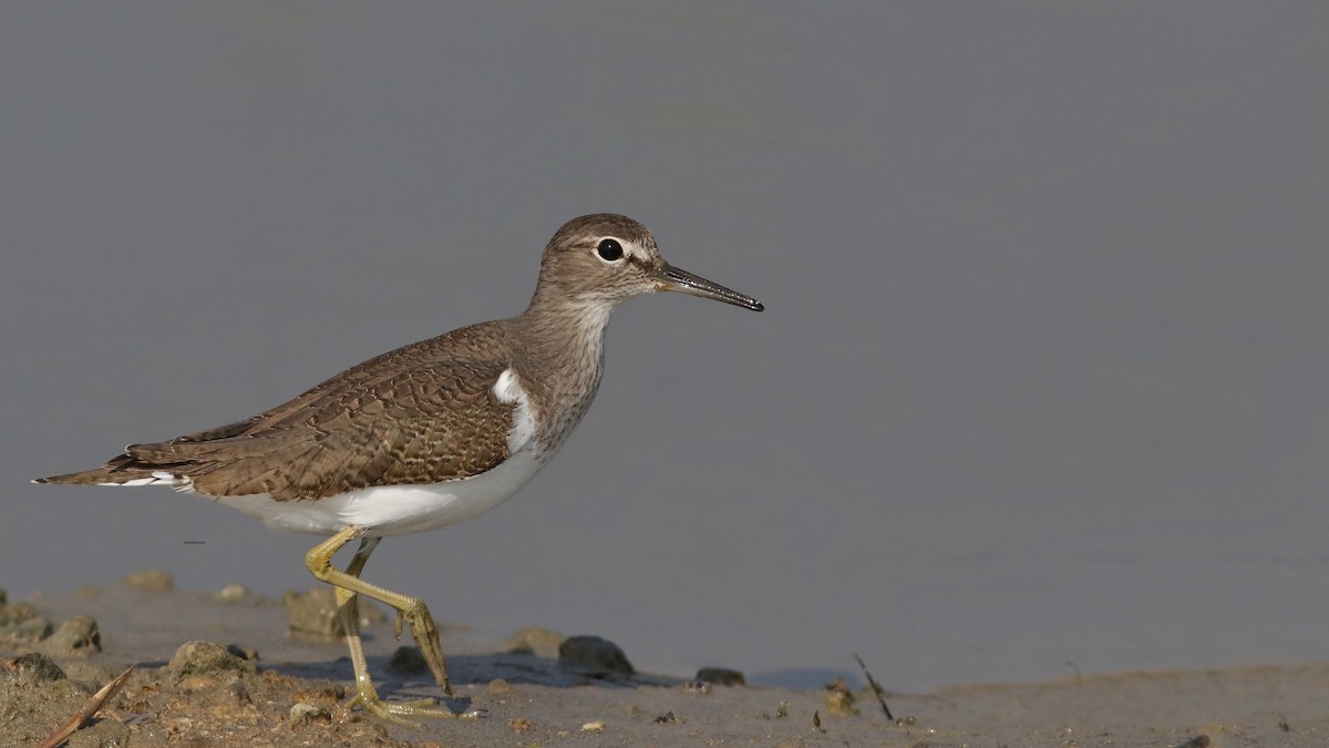 Common Sandpiper - ML644919295