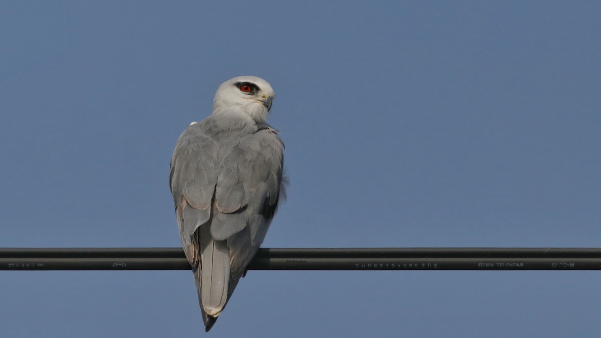 Black-winged Kite - ML644919306