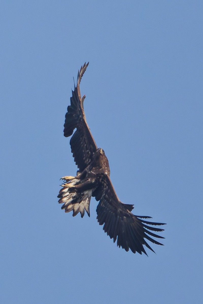 White-tailed Eagle - ML644919307