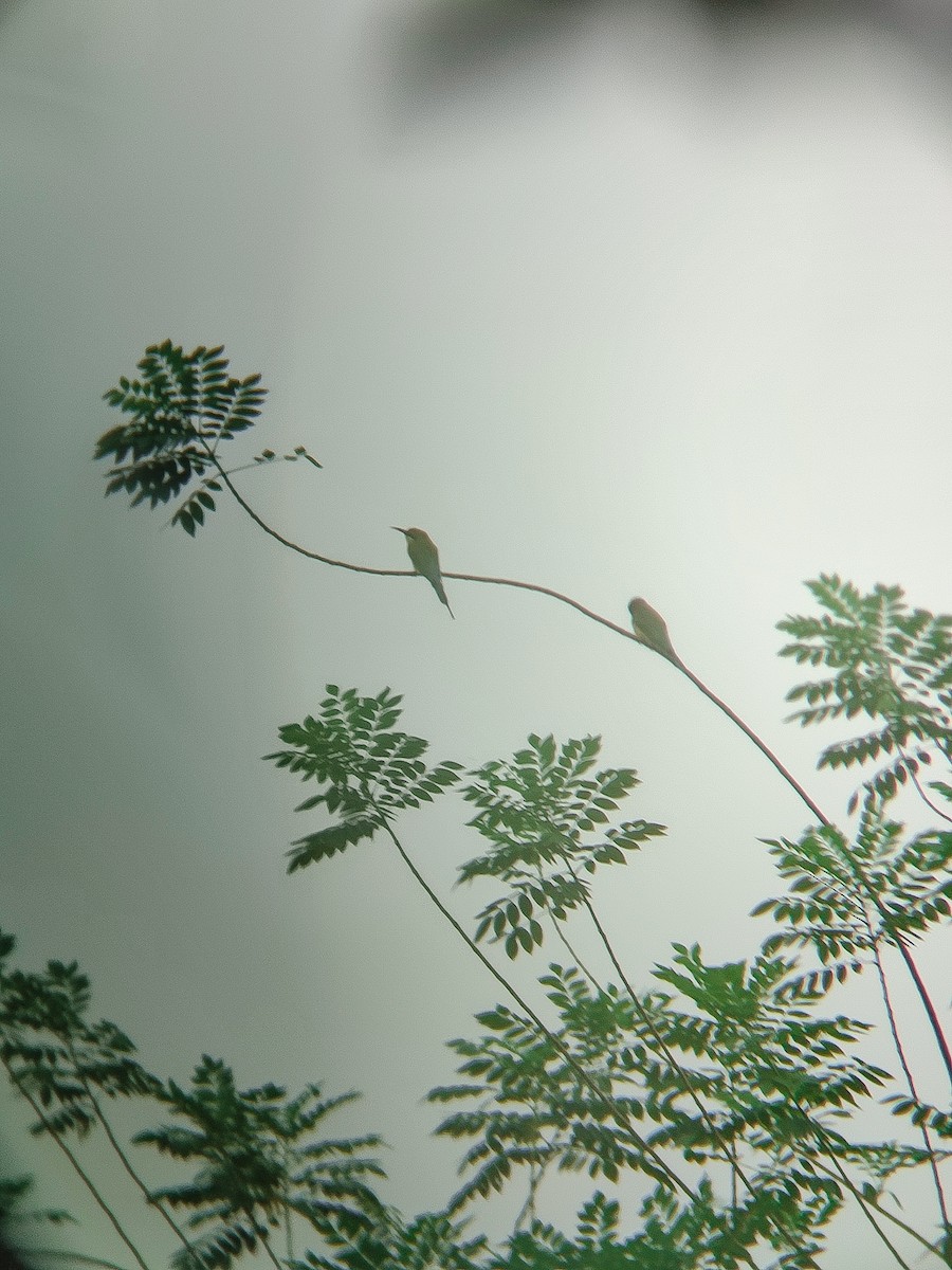 ハリオハチクイ - ML644919315