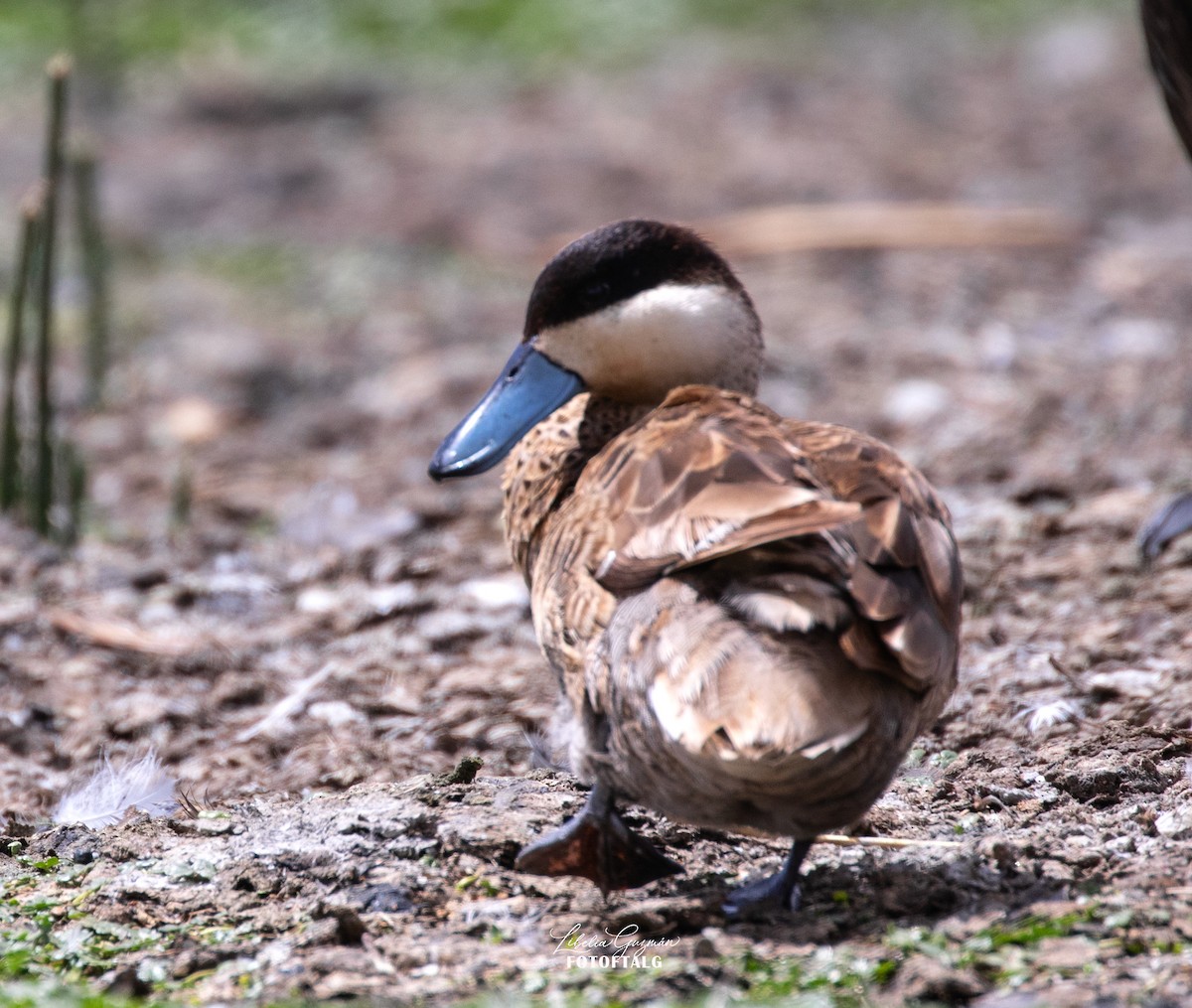 Puna Teal - ML644919327