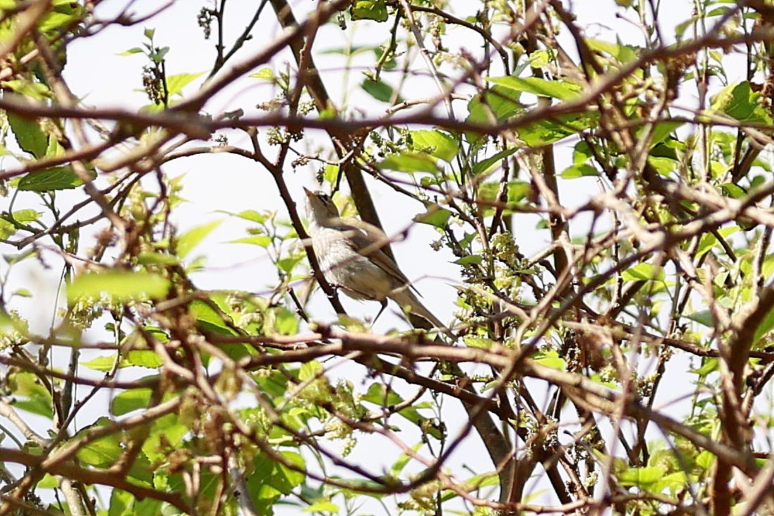 Северная бормотушка - ML644919328