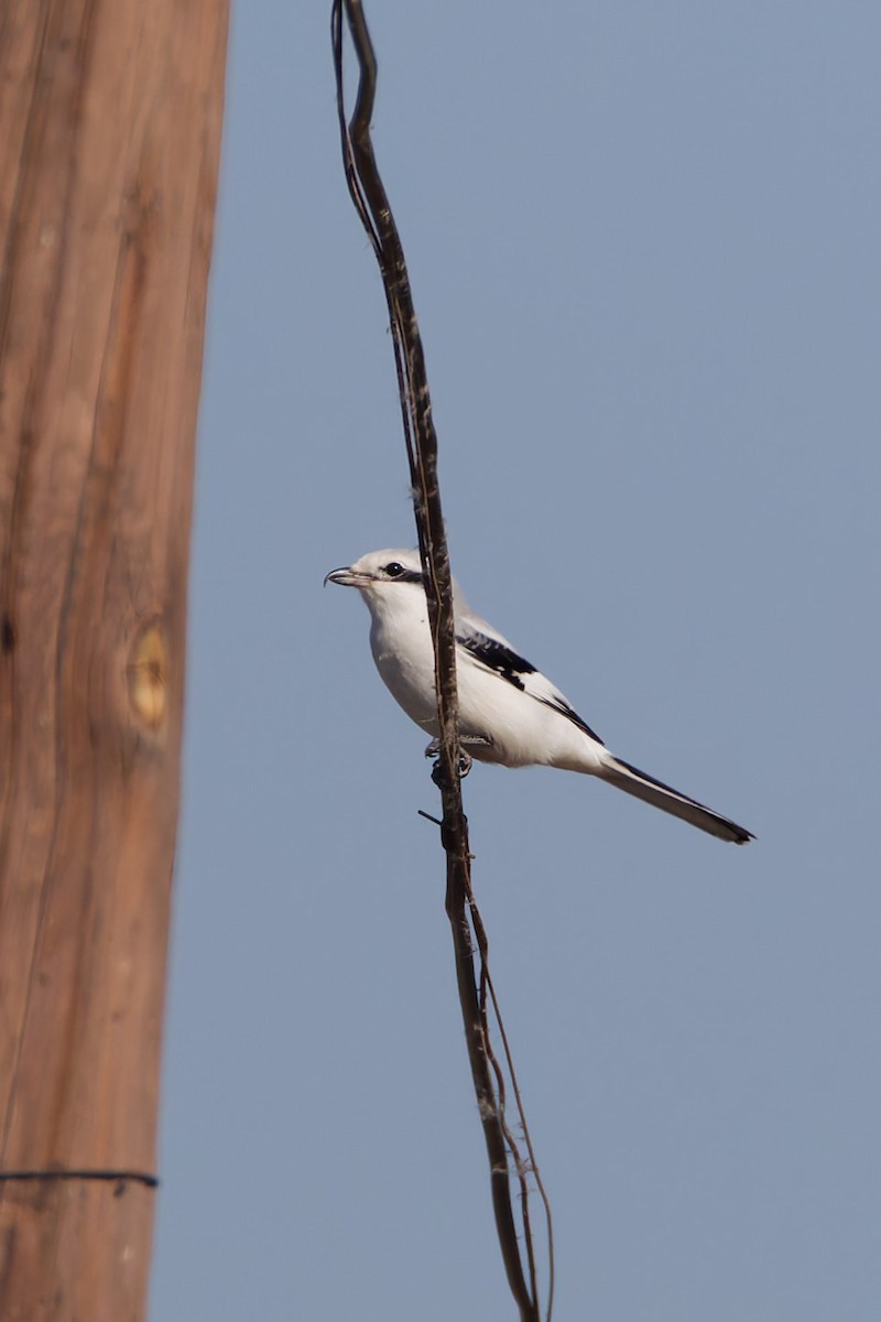 Great Gray Shrike - ML644919330