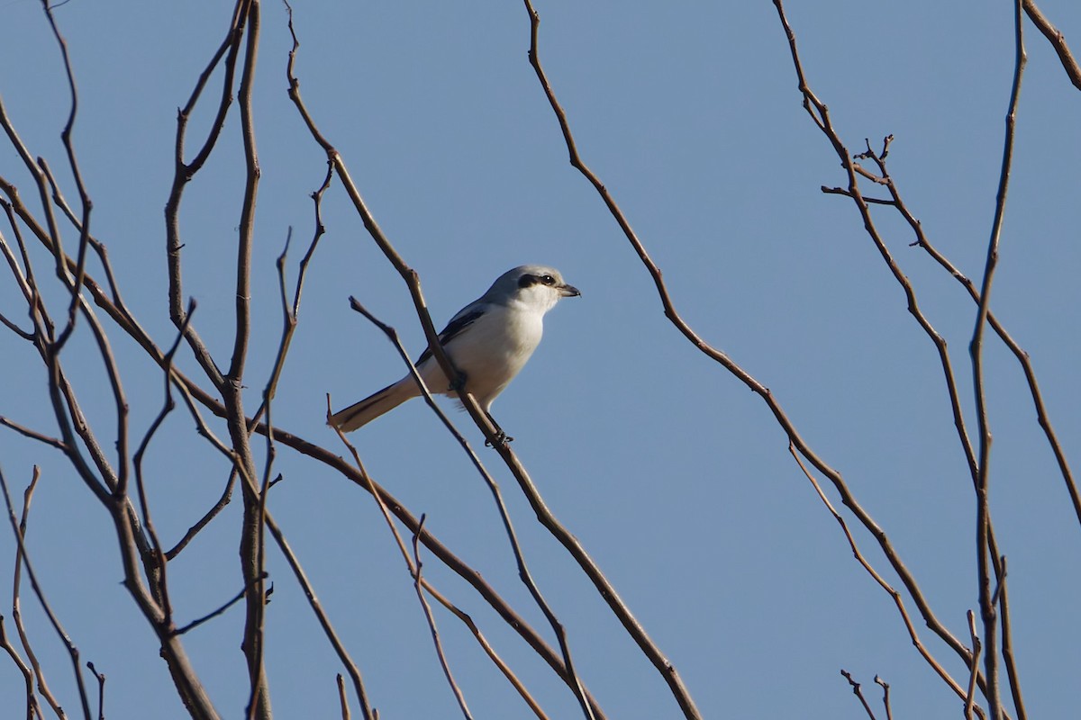 Great Gray Shrike - ML644919332