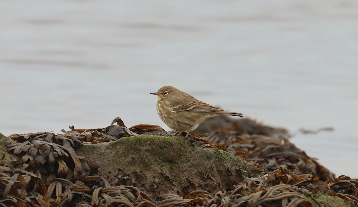 Bisbita Costero - ML644919345