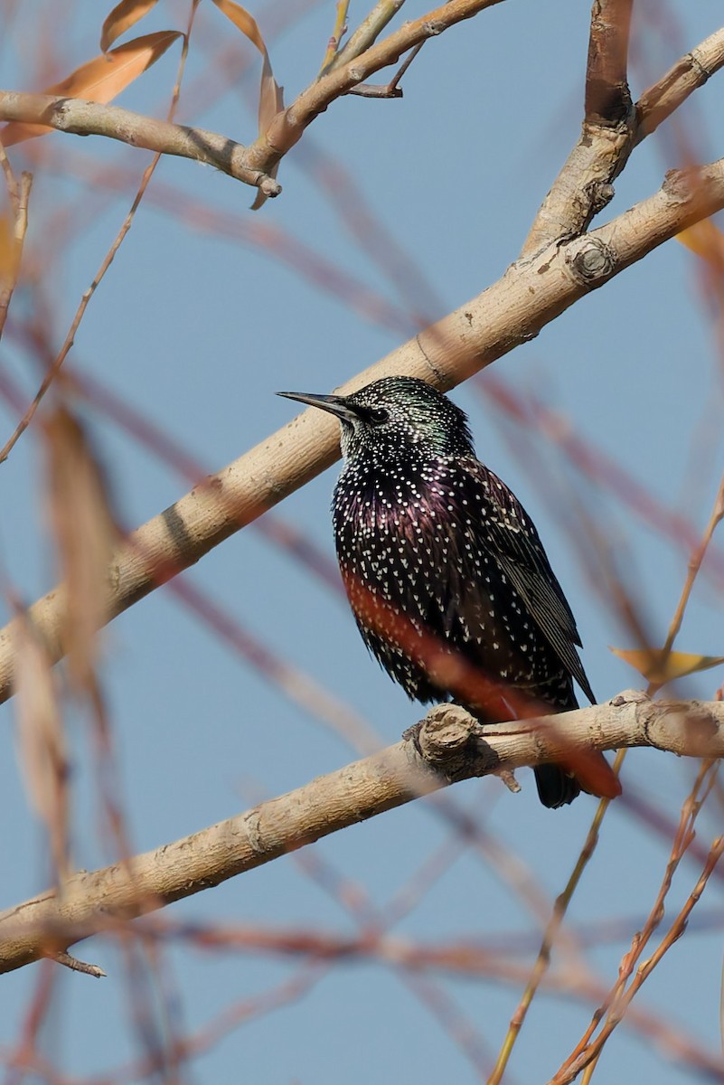 European Starling - ML644919348