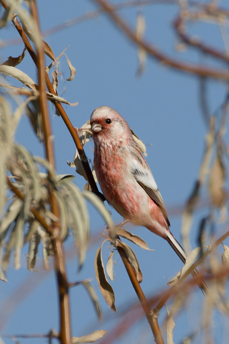 Long-tailed Rosefinch - ML644919384