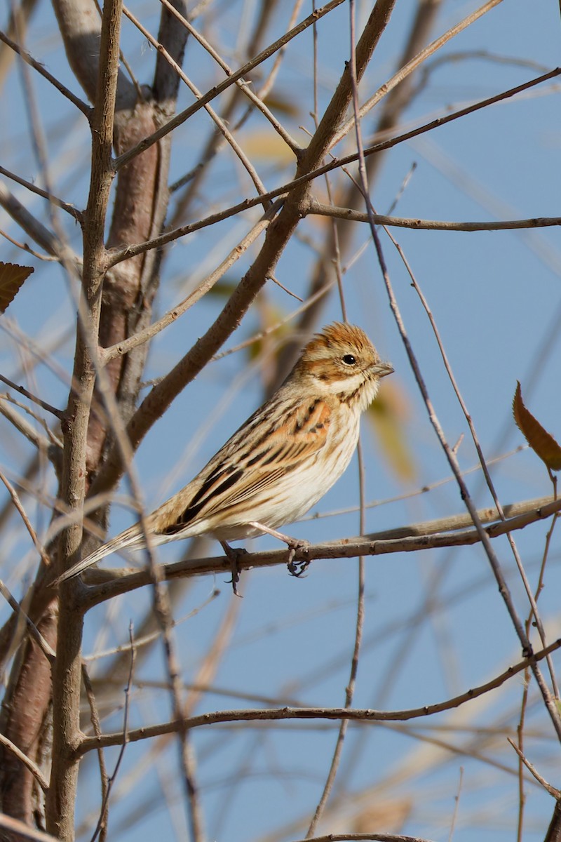 Reed Bunting - ML644919411