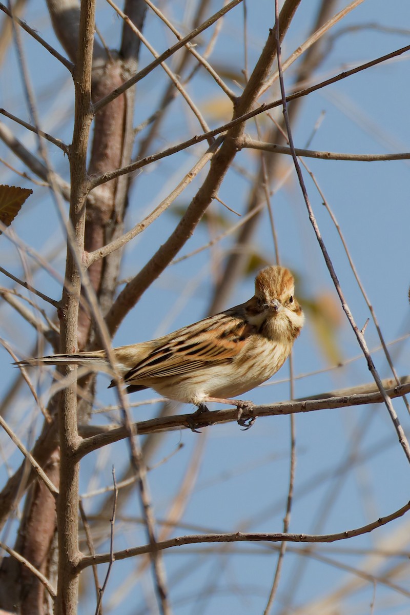 Reed Bunting - ML644919412