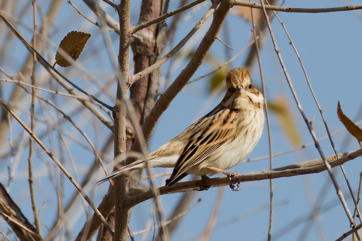 Reed Bunting - ML644919413