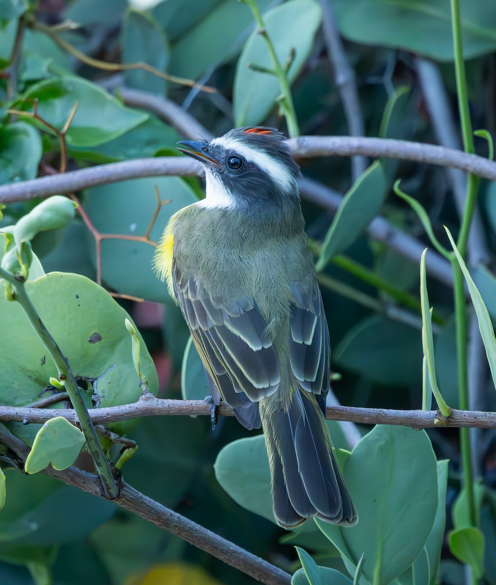 Tyran sociable - ML644919481