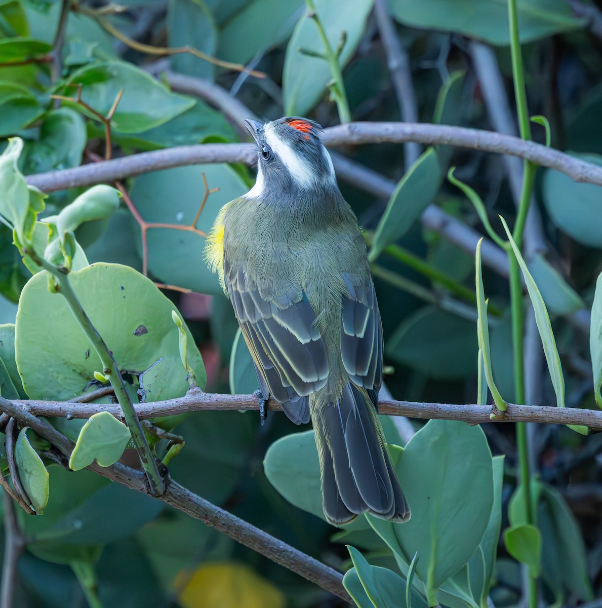 Tyran sociable - ML644919482