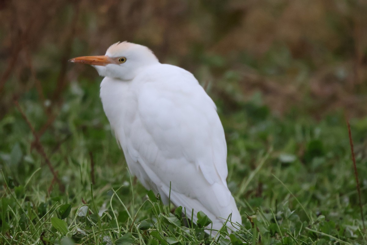Western Cattle-Egret - ML644919491