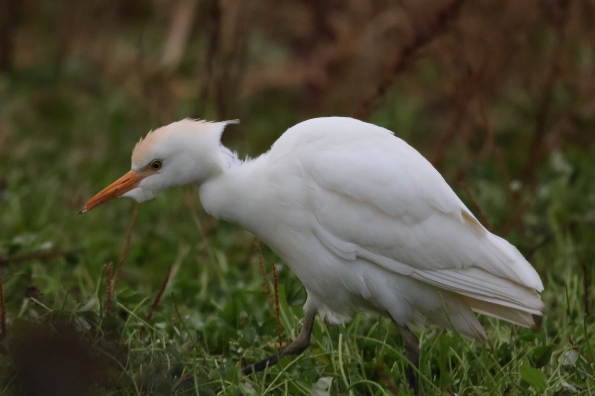 Western Cattle-Egret - ML644919493