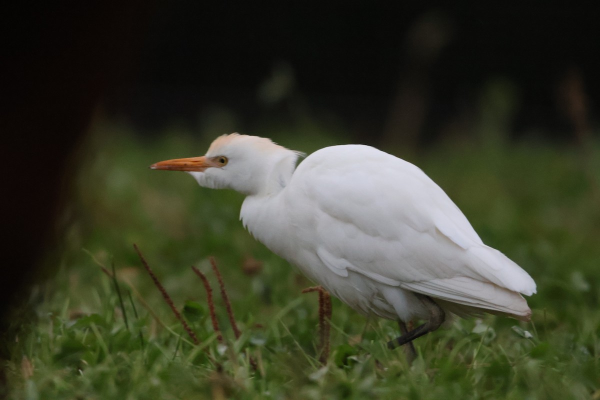 Western Cattle-Egret - ML644919496