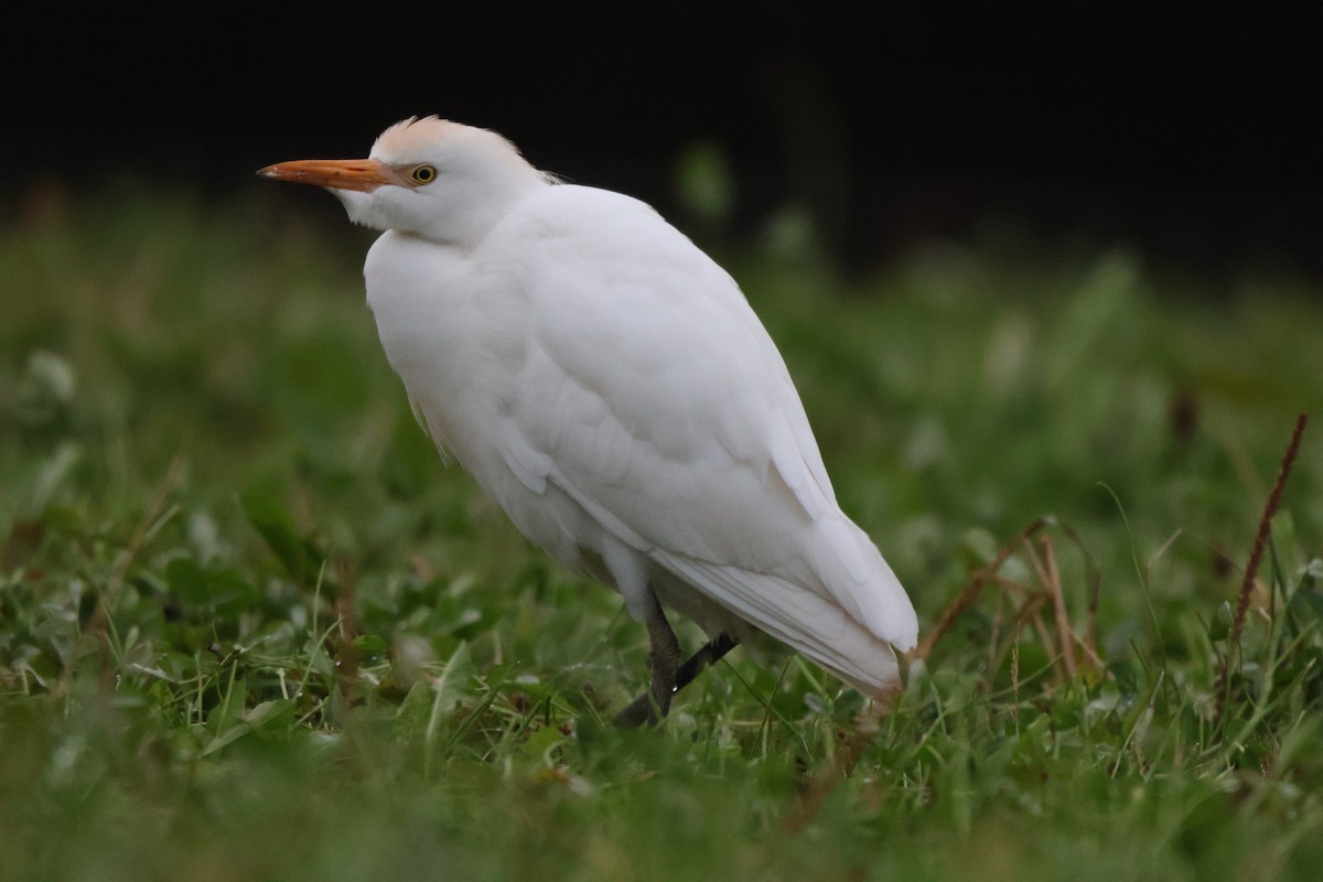 Western Cattle-Egret - ML644919511
