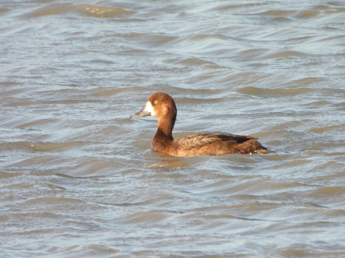 bergand - ML644919516