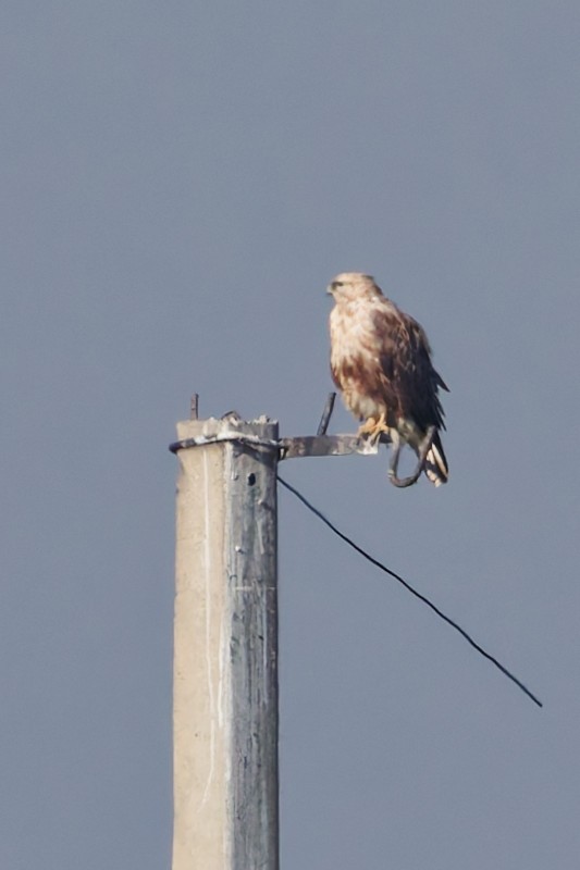 Long-legged Buzzard - ML644919525