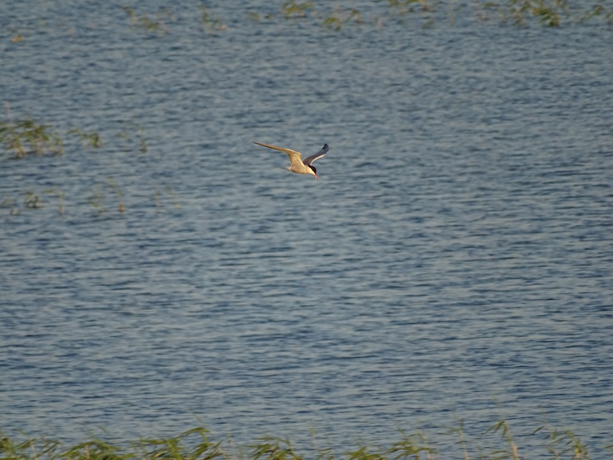 Common Tern - ML644919531