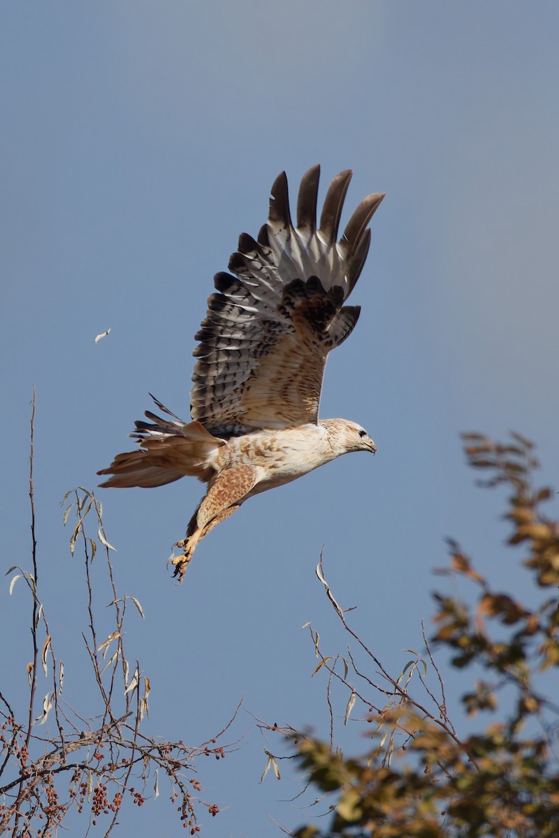 Long-legged Buzzard - ML644919559