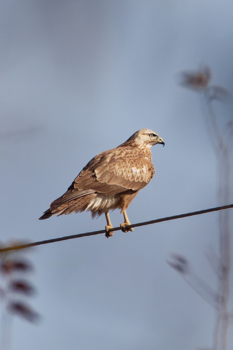 Long-legged Buzzard - ML644919560