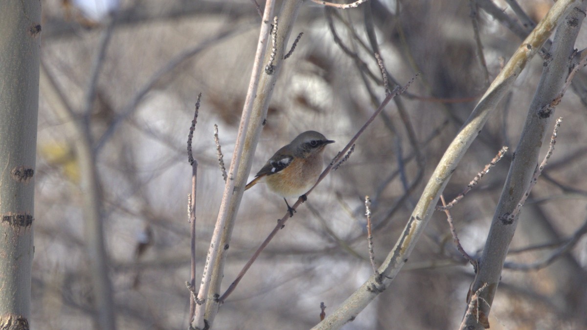 Rufous-backed Redstart - ML644919565